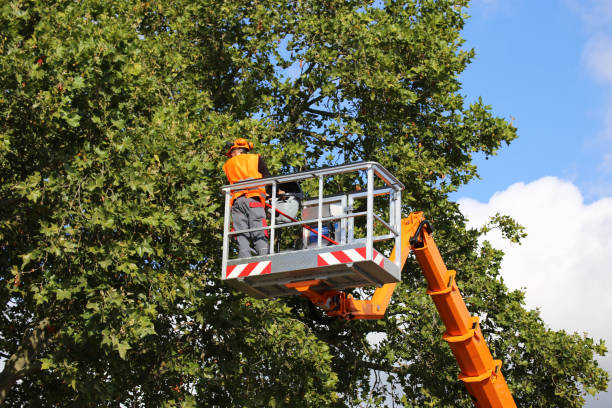 Best Grass Overseeding  in Cherryville, PA