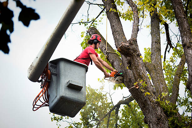 Best Tree Maintenance Programs  in Cherryville, PA