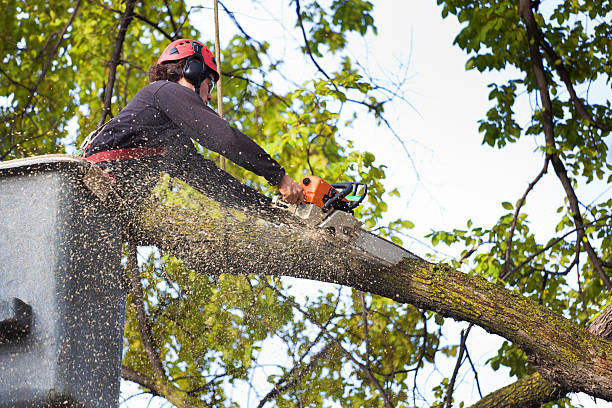 How Our Tree Care Process Works  in  Cherryville, PA