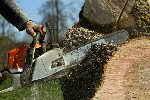 Best Fruit Tree Pruning  in Cherryville, PA