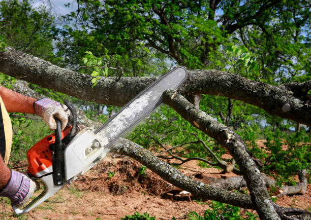 Best Firewood Processing and Delivery  in Cherryville, PA